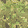 Pencott Greenzone